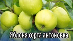 Яблоня сорта антоновка особенности посадки и выращивания