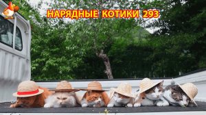 Нарядные Котики расслабляются на солнышке 🌞 🐈🐈🐈 (293)