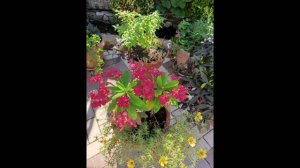 Молочай Миля