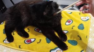 Рисую котика