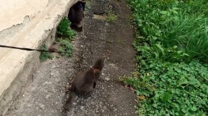 Гуляют котики.