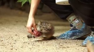 Маленькие котики.