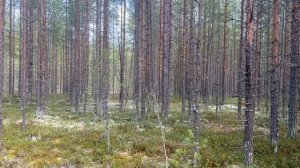 Тут на неведанных дорогах следы невиданных зверей!