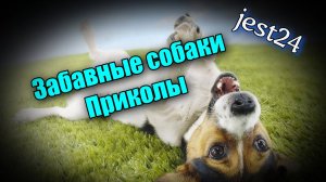 Забавные собаки / Приколы с собаками #12