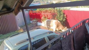 Буренка пришла покушать траву около дачи