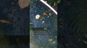 Разведение карпа кой и комета в самодельном пруду 6