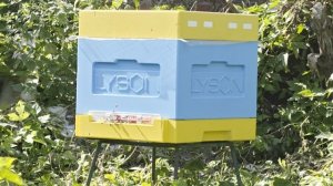 2025-08-31 Пчёлы. Карника. Семья 1. Последний летний день.