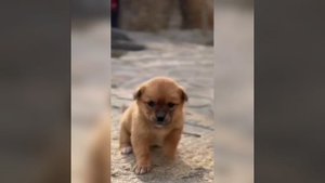 Наш TG https://t.me/liveofcats