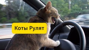 ПРИКОЛЫ С ЖИВОТНЫМИ.  Смешные КОТЫ 2024   Приколы с КОТАМИ   Funny ANIMALS video