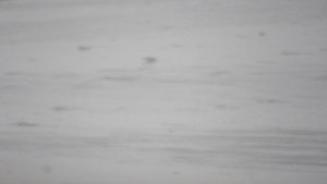 Шикотан, бухта Дельфин.