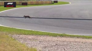 🦊Лиса проскочила прямо перед болидом «Феррари» на трассе Формулы-1