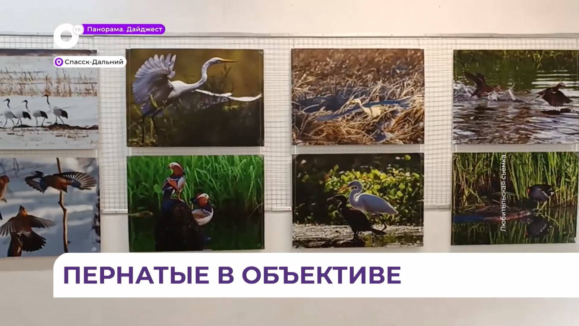 Фотограф-натуралист из Владивостока представил свою фотовыставку пернатых в Спасске-Дальнем