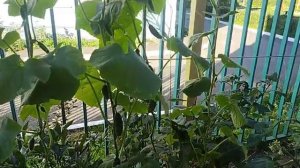 Выращивание огурцов в кадках в один побег на31.08.2025г.