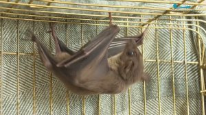 Летучая собака, обожающая бананы и мёд: крылан Мичи