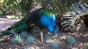 14169067_3840_2160_25fps