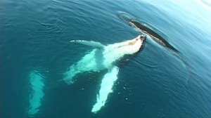 Киты говорят