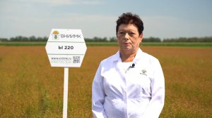 Ы 220: Лен масличный