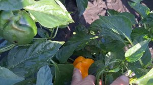 01-09-2025 Не помидорный год.И перец кто-то портит.Полила в садку,и на огороде немного