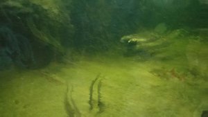 Воронежский заповедник. Бобёр и музей пожаров