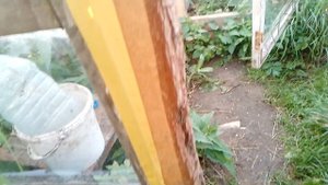 Мои помидоры на 1 сентября 2025!