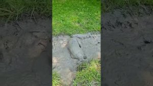 СМЕШНЫЕ ВИДЕО🙂