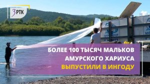 Более 100 тысяч мальков амурского хариуса выпустили в Ингоду
