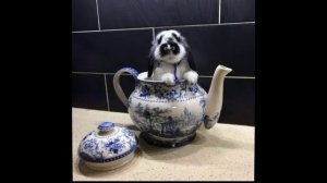 556 Mat Mathews & His Orchestra - Si Petite