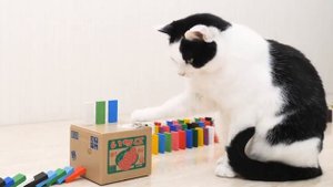 Котики и домино