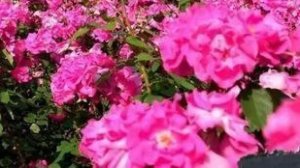 Ездила за спицами но увы... не повезло