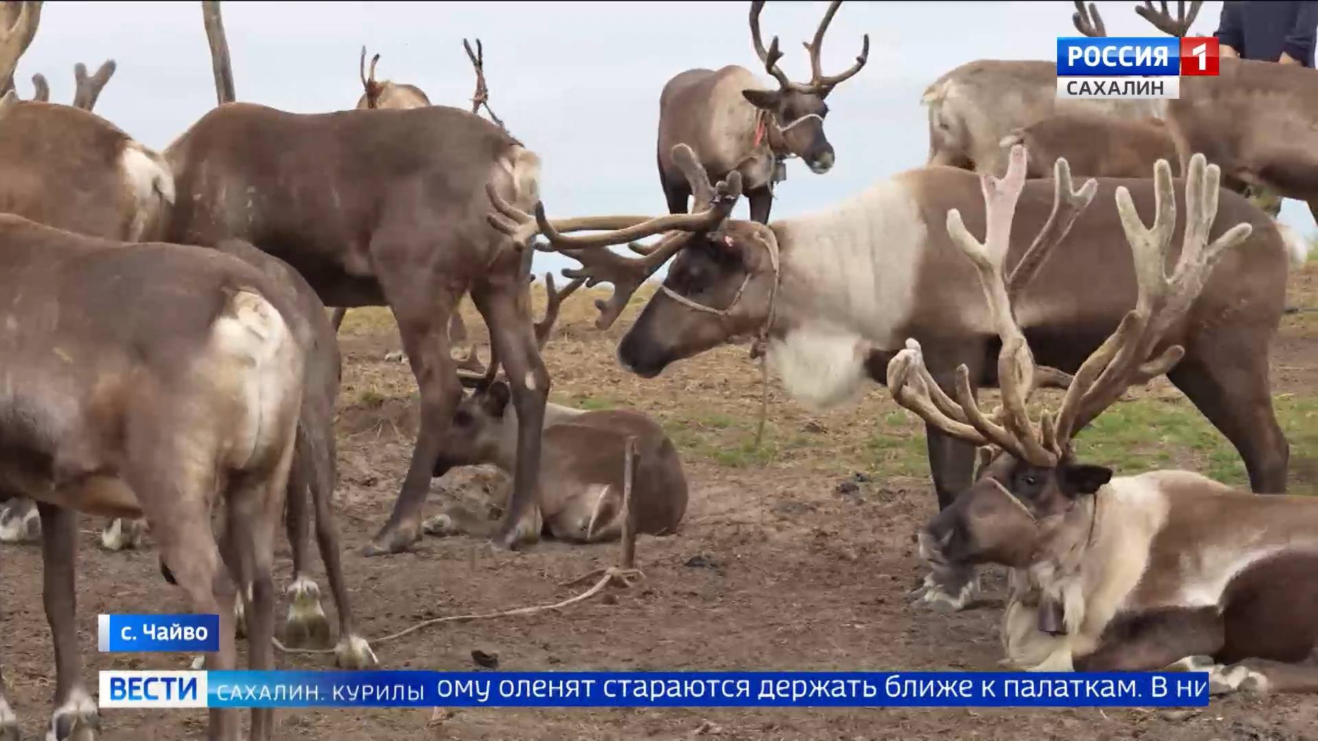 "Вести. Сахалин. Курилы". 29 августа 2025 года смотреть онлайн