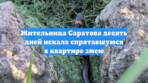 Жительница Саратова десять дней искала спрятавшуюся в квартире змею