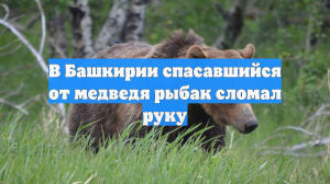В Башкирии спасавшийся от медведя рыбак сломал руку