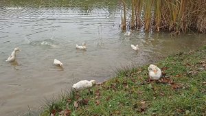 Сахалинская эко-ферма. 2 часть. Утята в озере с фонтаном