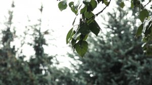 ВОТ И ЛЕТО ПРОШЛО: ПОГОДА НА ПЕРВУЮ РАБОЧУЮ НЕДЕЛЮ ОСЕНИ