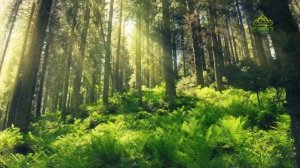 Стихи над миром. Стихотворения Зинаиды Миркиной