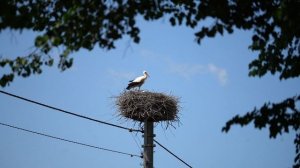 13937264_1920_1080_50fps