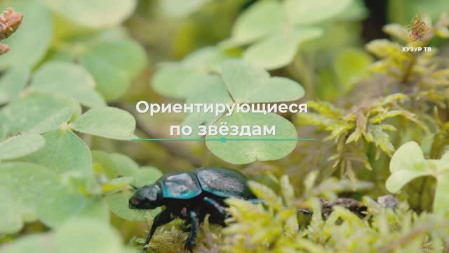 Ориентирующиеся по звездам | Чудеса сотворения. Мир насекомых