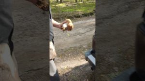 Только белый гриб