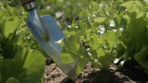 Как подготовить грядки?