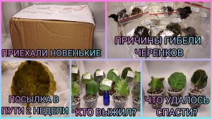 Посылка в пути 2 недели. Кто выжил?