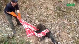Уфимские волонтеры подобрали медвежонка с переломанным позвоночником