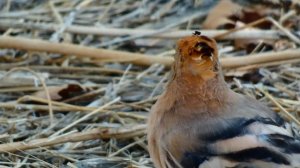 14178477_3840_2160_30fps