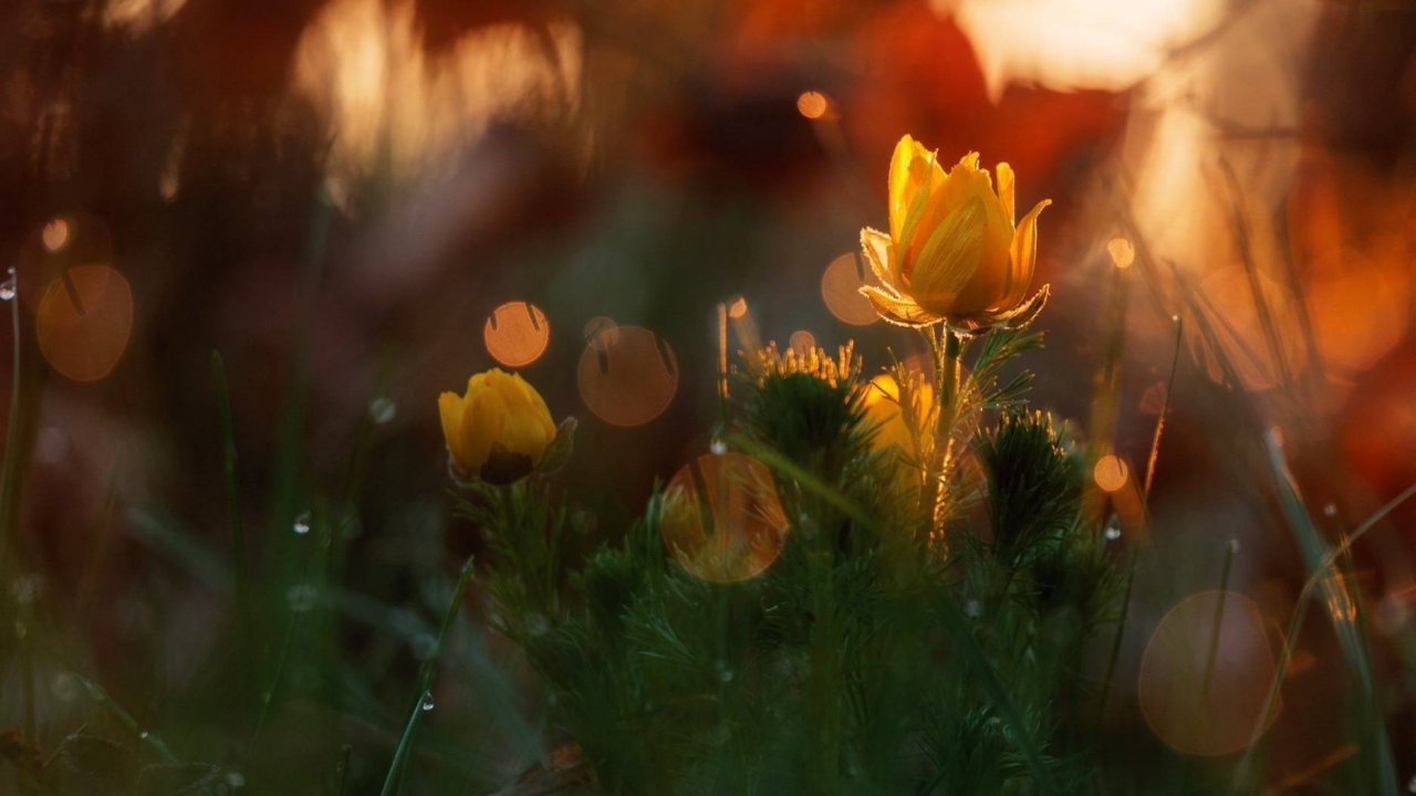 Enya — Flora's Secret