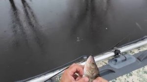 ПРОВЕРКА СЕТЕЙ В ДОЖДЬ. ПОСТАВИЛ СЕТИ - ПРОВЕРЯЙ!!! Улов рыбы складывал в кан.