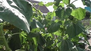 Урожай подсолнечника сорт ЛАКОМКА