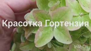 Метельчатые гортензии в конце лета 🌿🌺😍