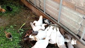 Индоутки с цыплятами вместе едят кашу