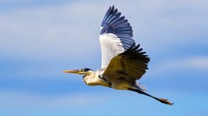 Бразильский РЕЗЕРВУАР, животного мира !