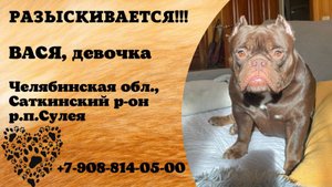 Пропала собака! ВАСЯ. Девочка. Челябинская обл,  Саткинский р-он,  р.п. Сулея