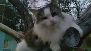 Мы на даче. Толю положила спать.